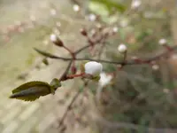 P1150391Blutpflaume.webp