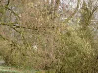 P1150395zwei Sorten Hasel.webp