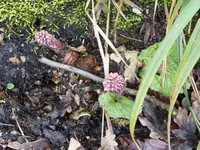 P1150397Pestwurz.webp