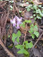 P1150406Lerchensporn.webp