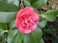P1150409Kamelie.webp