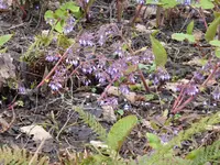 P1150422Rauhling.JPG