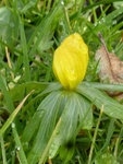 P1150423Winterling.JPG