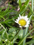 P1150424Gänseblümchen.JPG