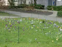 KP1150377Krokuswiese.webp