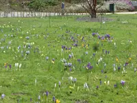KP1150382Krokuswiese.webp