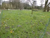 KP1150383Krokuswiese.webp