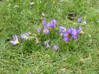KP1150429Krokus.webp