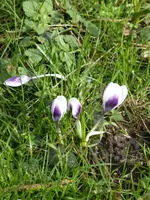 KP1150433Krokus.JPG