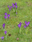 KP1150436Krokus.JPG