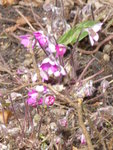 LP1150378rosa Leberblümchen.JPG