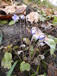 LP1150400blaues Leberblümchen.JPG