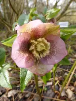 LP1150414Lenzrose.webp