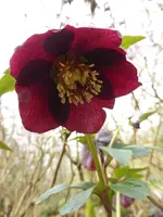 LP1150415Lenzrose.webp