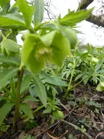 LP1150420Lenzrose.webp