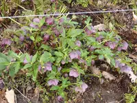 LP1150421Lenzrose.webp