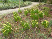 NP1150407Narzissen.webp