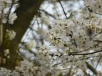 P1150371Pflaume.webp