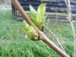 P1050020.JPG