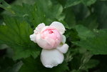 Rose Eglantyhne0118.JPG