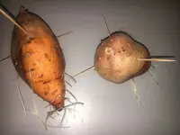2020-03-01 Süßkartoffel.webp