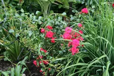 Rose Gärtnerfreude0217.JPG