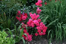 Rose Gärtnerfreude0317.webp