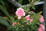 Rose Mark0119.JPG
