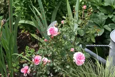 Rose Mark0319.webp