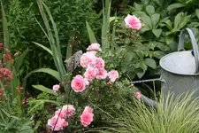Rose Mark0419.webp