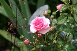 Rose Mark0519.JPG