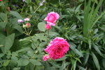 Rose Mark0619.JPG