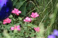 Rose Mark0819.webp