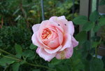 Rose Mark0919.JPG