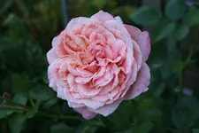 Rose Mark1119.webp