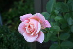 Rose Mark1219.JPG