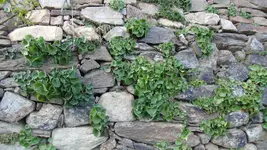 Umbilicus rupestris2.webp