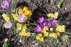 Krokus.webp