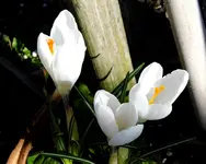 Krokus 2.webp