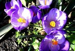Krokus 3.JPG