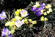 Krokus 4.webp