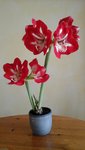 Amaryllis 2farbig.jpg