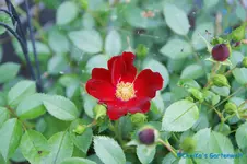 Bienenweide rot.webp