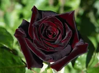 Black Baccara.webp