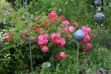 Rose Heidetraum0116.JPG