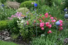 Rose Heidetraum0216.webp