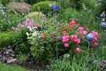 Rose Heidetraum0216.JPG