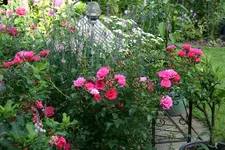 Rose Heidetraum0316.webp