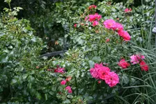 Rose Heidetraum0418.JPG