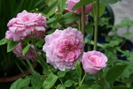 Rose Hl.Elisabeth 0219.JPG